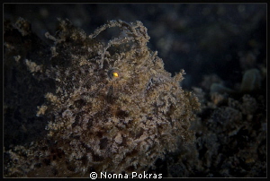 Yellow eye by Nonna Pokras 